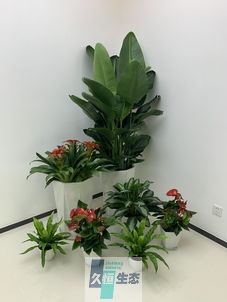 上虞办公室花卉绿植租摆简约组合